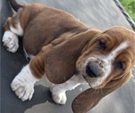 Small Photo #10 Basset Hound Puppy For Sale in GREENLEAF, WI, USA