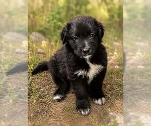 Border Collie-Unknown Mix Dogs for adoption in Cave Creek, AZ, USA