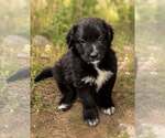 Small Border Collie Mix