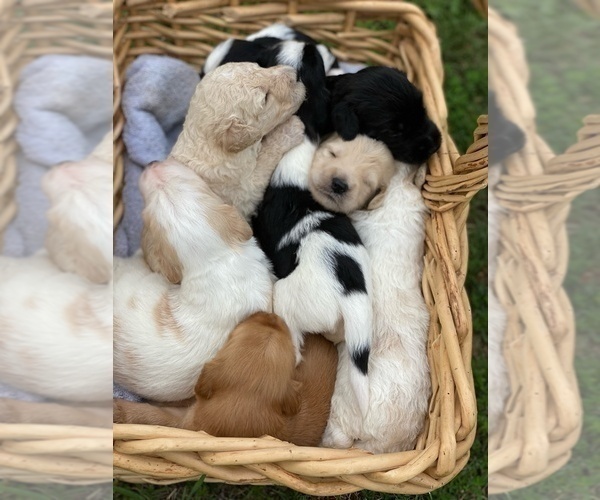 Medium Photo #5 Goldendoodle Puppy For Sale in DANIELSVILLE, GA, USA