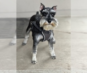 Mother of the Schnauzer (Miniature) puppies born on 10/22/2024