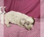 A614024 - Male Australian Shepherd-Unknown Mix Dog for Adoption - Small photo
