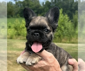 French Bulldog Puppy for sale in TRACYS LANDING, MD, USA