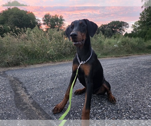 Medium Photo #7 Doberman Pinscher Puppy For Sale in WARSAW, IN, USA