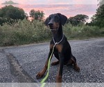 Small #6 Doberman Pinscher