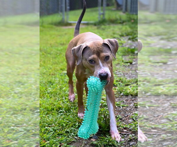 Medium Photo #5 American Pit Bull Terrier Puppy For Sale in Glen Allen, VA, USA