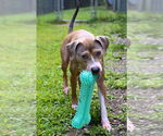 Small #4 American Pit Bull Terrier
