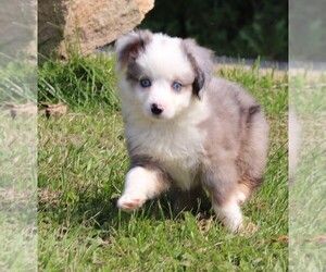 Miniature Australian Shepherd Puppy for sale in MARION CENTER, PA, USA