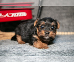 Small #1 Yorkshire Terrier