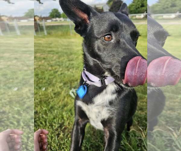 Medium Photo #2 Australian Kelpie-Unknown Mix Puppy For Sale in Mukwonago, WI, USA