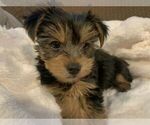 Small Photo #3 Yorkshire Terrier Puppy For Sale in LAYTON, UT, USA