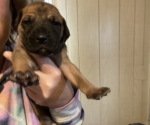 Great Dane Puppy for sale in ADAMS, MA, USA