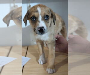 Mutt Dogs for adoption in Chinook, MT, USA