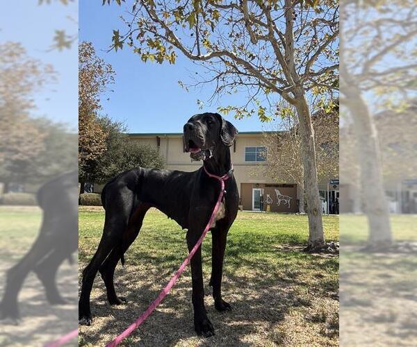Medium Photo #1 Great Dane Puppy For Sale in Riverside, CA, USA