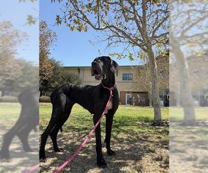 Great Dane Dogs for adoption in Riverside, CA, USA
