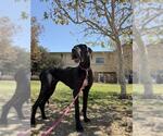 Small Great Dane
