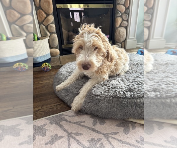 Medium Photo #3 Aussie-Poo-Goldendoodle Mix Puppy For Sale in COMMERCE, MI, USA