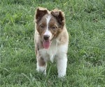 Puppy Bailey Miniature Australian Shepherd