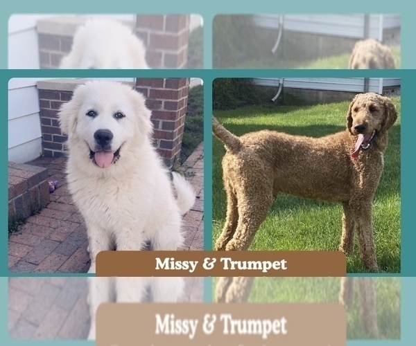 Medium Photo #1 Pyredoodle Puppy For Sale in MINSTER, OH, USA