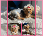 Small Photo #1 Morkie Puppy For Sale in BONNIEVILLE, KY, USA