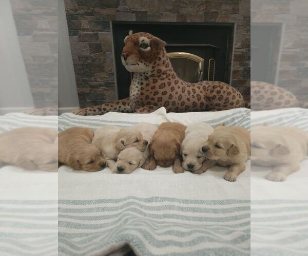 Medium Photo #2 Golden Retriever Puppy For Sale in SACRAMENTO, CA, USA