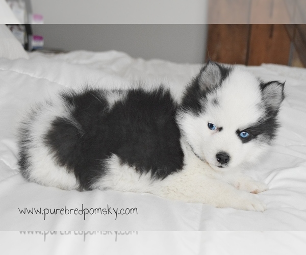 Medium Photo #4 Pomsky Puppy For Sale in KANSAS CITY, MO, USA