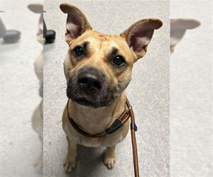 Boxer Dogs for adoption in Palmetto, FL, USA