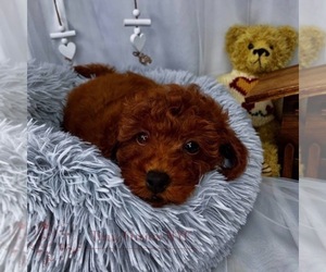 Poodle (Miniature) Puppy for sale in ASTORIA, NY, USA