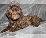 Small Photo #11 Labradoodle Puppy For Sale in JOPLIN, MO, USA