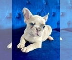 Small #10 French Bulldog