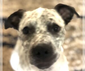 American Pit Bull Terrier-Catahoula Leopard Dog Mix Dogs for adoption in Guthrie, OK, USA
