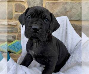 Cane Corso-Spanish Mastiff Mix Puppy for sale in GAP, PA, USA