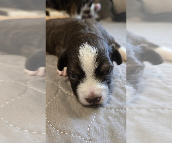 Medium Photo #5 Miniature Australian Shepherd Puppy For Sale in MOUNT JULIET, TN, USA