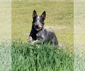 Father of the Australian Cattle Dog puppies born on 06/21/2022