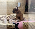 Small Photo #23 American Bullnese-French Bulldog Mix Puppy For Sale in DISCOVERY BAY, CA, USA