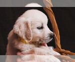 Puppy Chevelle English Cream Golden Retriever