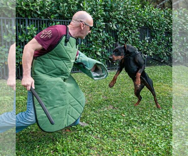 Medium Photo #21 Doberman Pinscher Puppy For Sale in FORT LAUDERDALE, FL, USA