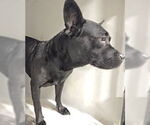Small #1 American Staffordshire Terrier Mix
