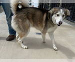 Small #5 Alaskan Malamute Mix