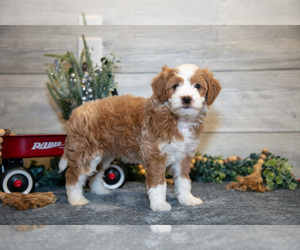 Medium Goldendoodle (Miniature)