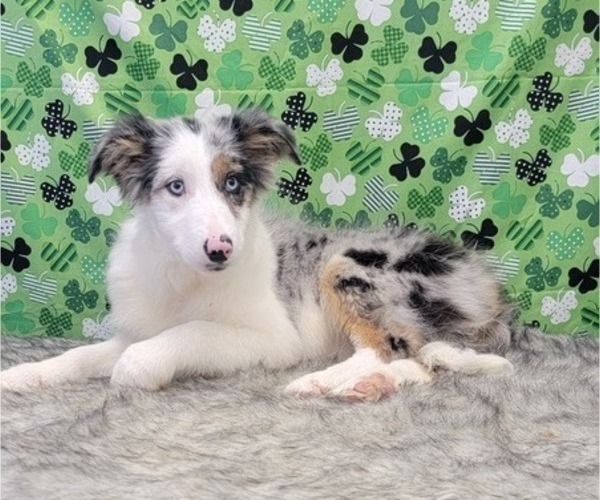 Medium Photo #4 Border Collie Puppy For Sale in BLAKESBURG, IA, USA