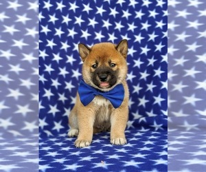 Shiba Inu Puppy for sale in LINCOLN UNIV, PA, USA