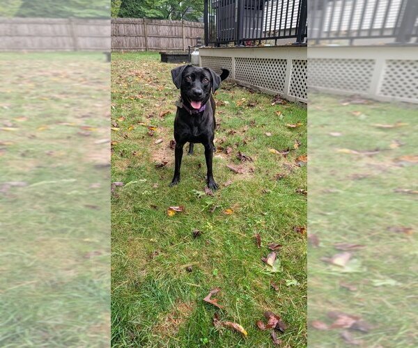 Medium Photo #4 Labrador Retriever-Unknown Mix Puppy For Sale in Boston, MA, USA
