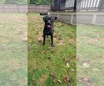 Small Photo #4 Labrador Retriever-Unknown Mix Puppy For Sale in Boston, MA, USA