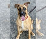 Small Australian Shepherd-Boxer Mix