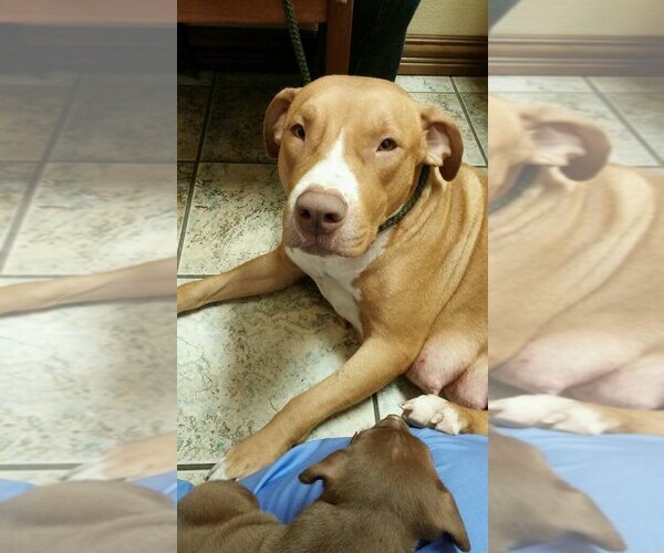 Medium Photo #10 American Pit Bull Terrier Puppy For Sale in Royse City, TX, USA