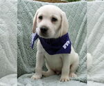 Small #2 Labrador Retriever