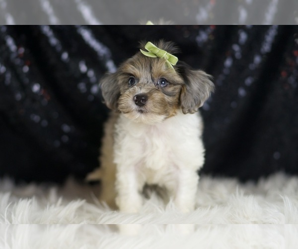 Medium Photo #2 YorkiePoo Puppy For Sale in WARSAW, IN, USA