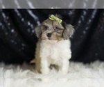 Small #1 YorkiePoo