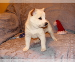 Small Photo #5 Shiba Inu Puppy For Sale in WILLIMANTIC, CT, USA